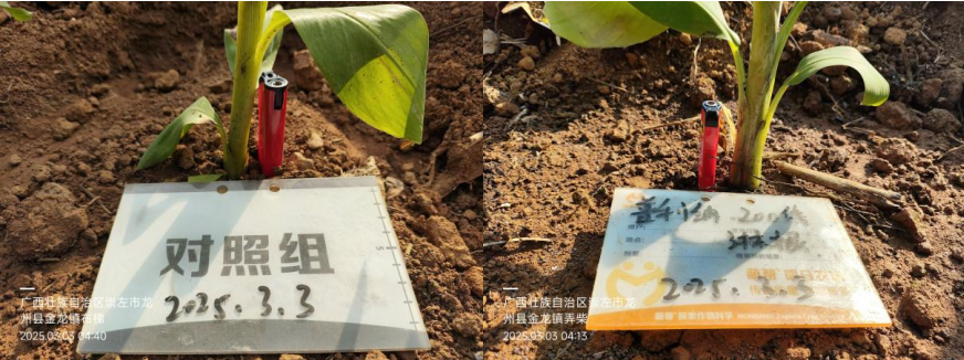 萌幫普利納香蕉幼苗管理3.png
