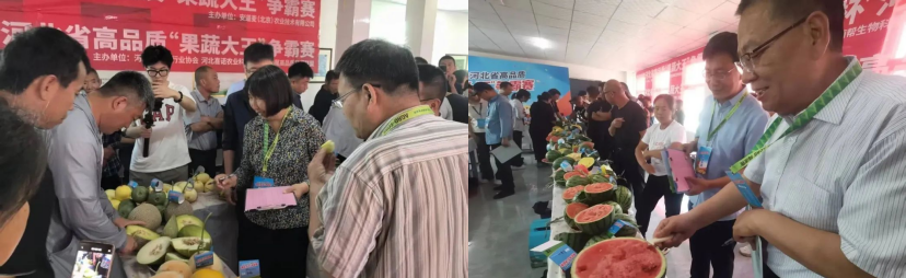 河北萌幫果蔬大王爭霸賽順利舉辦10.png