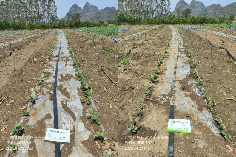 萌幫普利可肥料豆角管理2.png