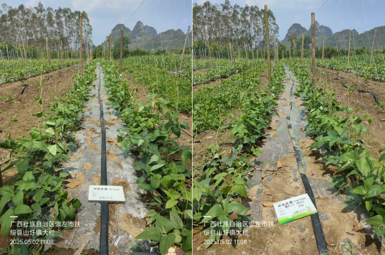 萌幫普利可肥料豆角管理3.png