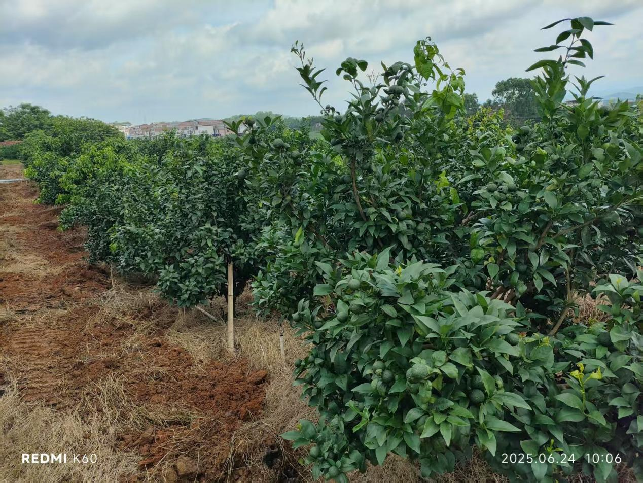 萌幫普利系列肥料助力沃柑種植1.png 萌幫普利系列肥料助力沃柑種植1.png