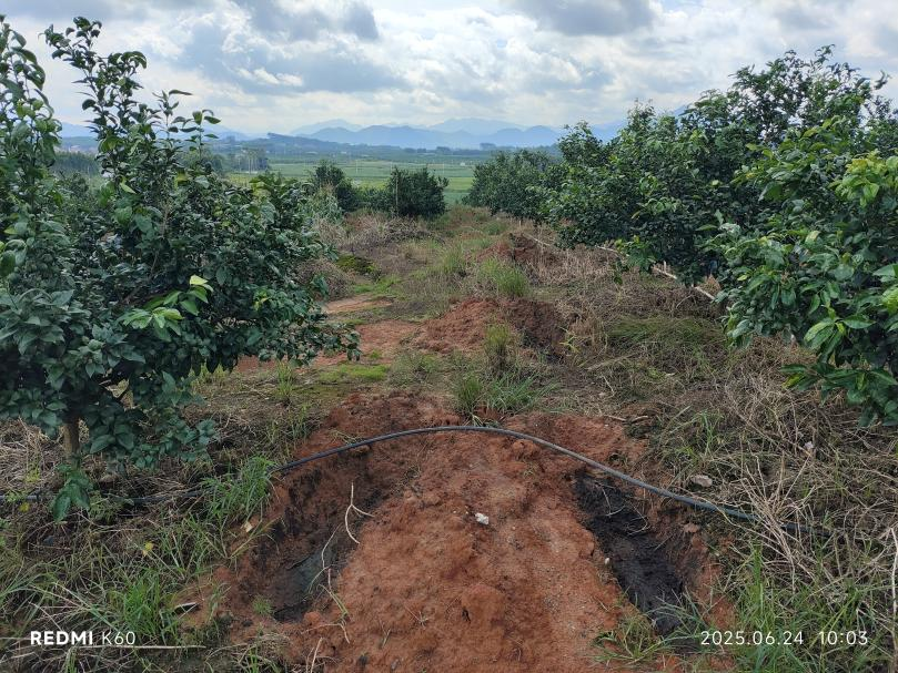 萌幫普利系列肥料助力沃柑種植2.png 萌幫普利系列肥料助力沃柑種植2.png