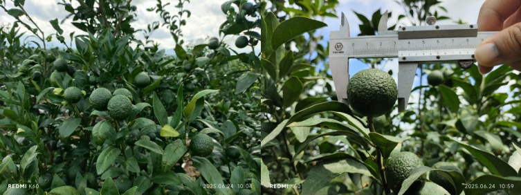 萌幫普利系列肥料助力沃柑種植3.png 萌幫普利系列肥料助力沃柑種植3.png