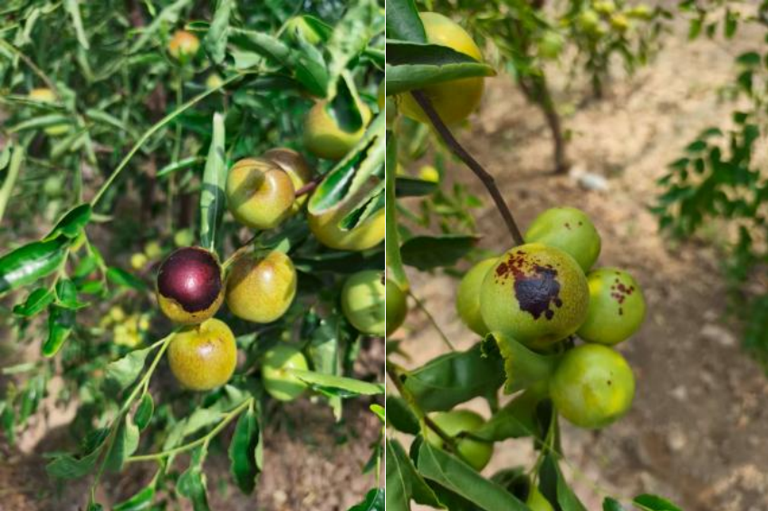 萌幫普利納助力冬棗減小曬皮危害.png 萌幫普利納助力冬棗減小曬皮危害.png