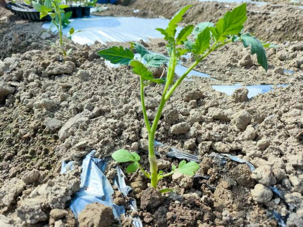 番茄底肥施用萌幫普利可2.png 番茄底肥施用萌幫普利可2.png